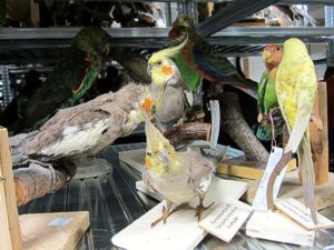 Blick in die Sammlungen des Gastgebers (Haus der Natur)